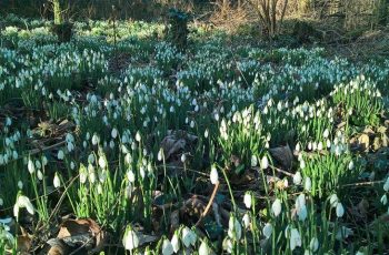 Snowdrops by Andy Godly