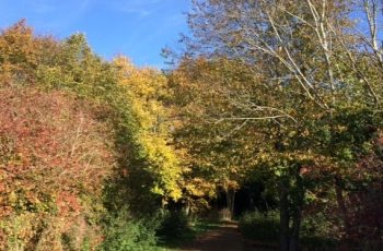 Autumn Woodland Walk Cindy Lea