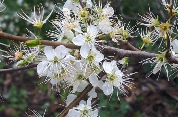 Blossom 2 Julie