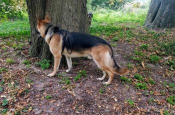 Bonnie Ryker playing Hide and seek by Lorraine Johnson