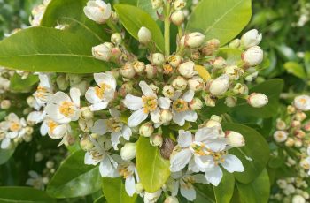 Buds Blossom Snail Carol Butler