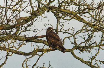 Buzzard Posing Beautifully By Bonny Haughey