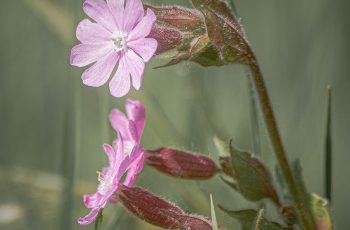 Campion Bonny Haughey