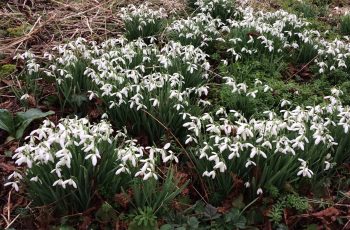 Carpet-of-Snowdrops-Cindy-Lee