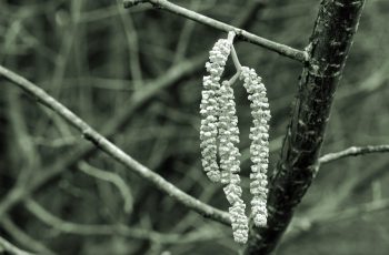 Catkins Roma Crosby