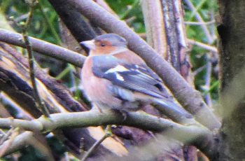 Chaffinch by Rita Egan