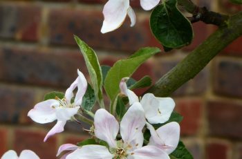 Cherry Blossom Rita Egan