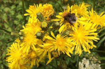 Cindy Lea Bee On Common Ragwort