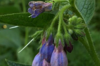 Cindy Lea Comfrey