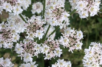 Cindy Lea Fly On Cow Parsley