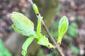 Cindy Lea Leaves Unfurling