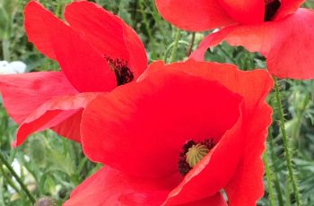 Cindy Lea Poppies Blowing In The Wind