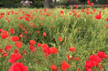 Cindy Lea Poppy Field