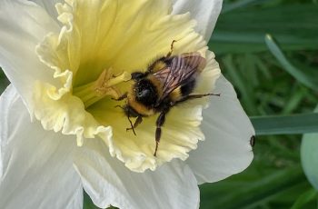 Cindy Lea Resting Bee