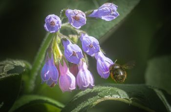 Comfrey Bonny Haughey