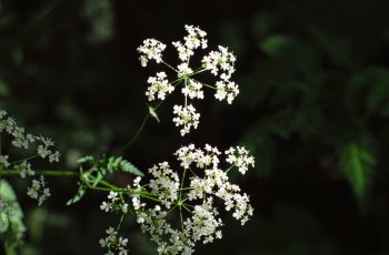 Cow parsley in the woods Helen Pocock