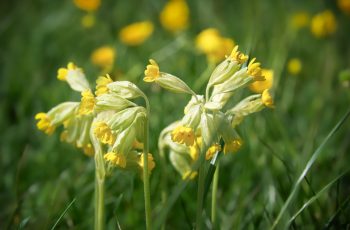 Cowslips Helen Pocock