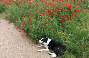 Dawn Boother Poppy The Poppies