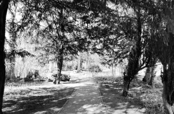 Emma Slough Under the trees