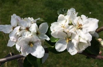 Fading Blossom Flowers By Cindy Lea