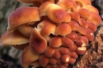 Fantastic Fungi Cindy Lee