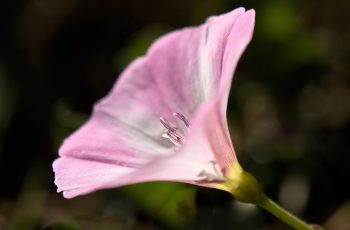 Field Bindweed By Helen Pocock