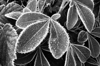 Frosty leaves by Julie Card