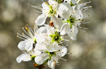 Full Of Blossom By Helen Pocock