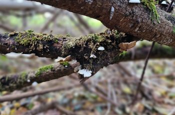 Fungi by Donna E