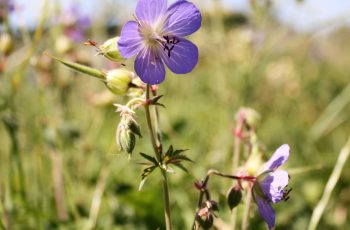 Geranium Pratense By Alan Winter