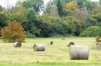 Hay by Rita Egan