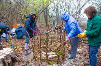 Hazel Coppicing 4