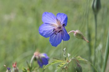 Helen Pocock Beautiful Blue