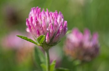 Helen Pocock Pink Clover