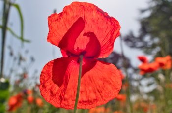 Helen Pocock Poppy