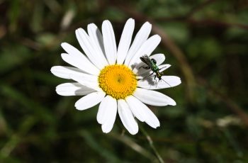 Helen Pocock Sunbathing Bug