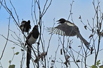 Incoming By Christina Cole