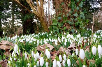 Janine Elstob Carpet of Snowdrops