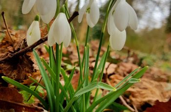 Janine Elstob Delicate Beauty