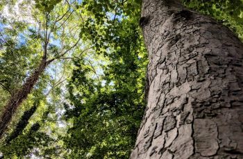 Julie Card When the treetops glisten