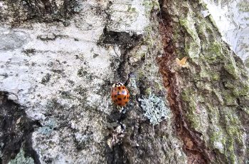 Ladybird by Alfie Collins