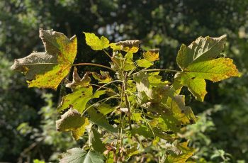 Late Woodland Leaves by Claire Denton