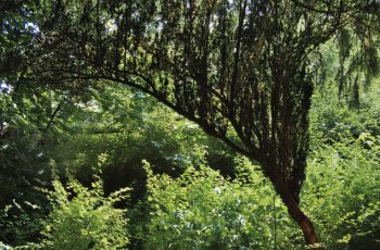 Leaning yew tree by Helen Pocock