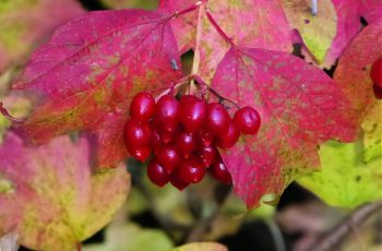 Leaves and Berries by Rita Egan