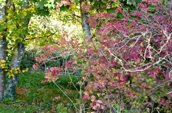 Leaves by Rita Egan