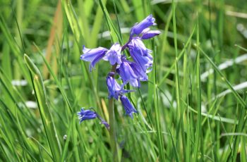 Lone Bluebell Helen Pocock