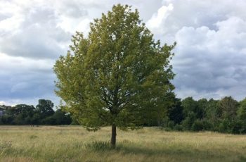 Lone Tree Cindy Lea