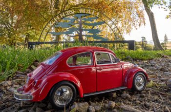 Looking for Bugs found a beetle by Keith Anderson