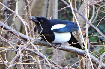 Magpie Singing by Rita Egan