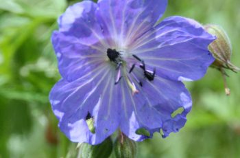 Malcolm Lea Blue Geranium